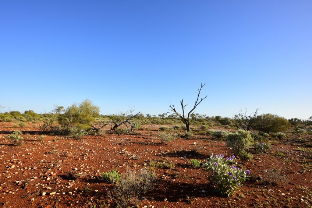 A dead tree and purple wildflowers on red gravel under a clear blue sky in the Western Australian goldfields.
