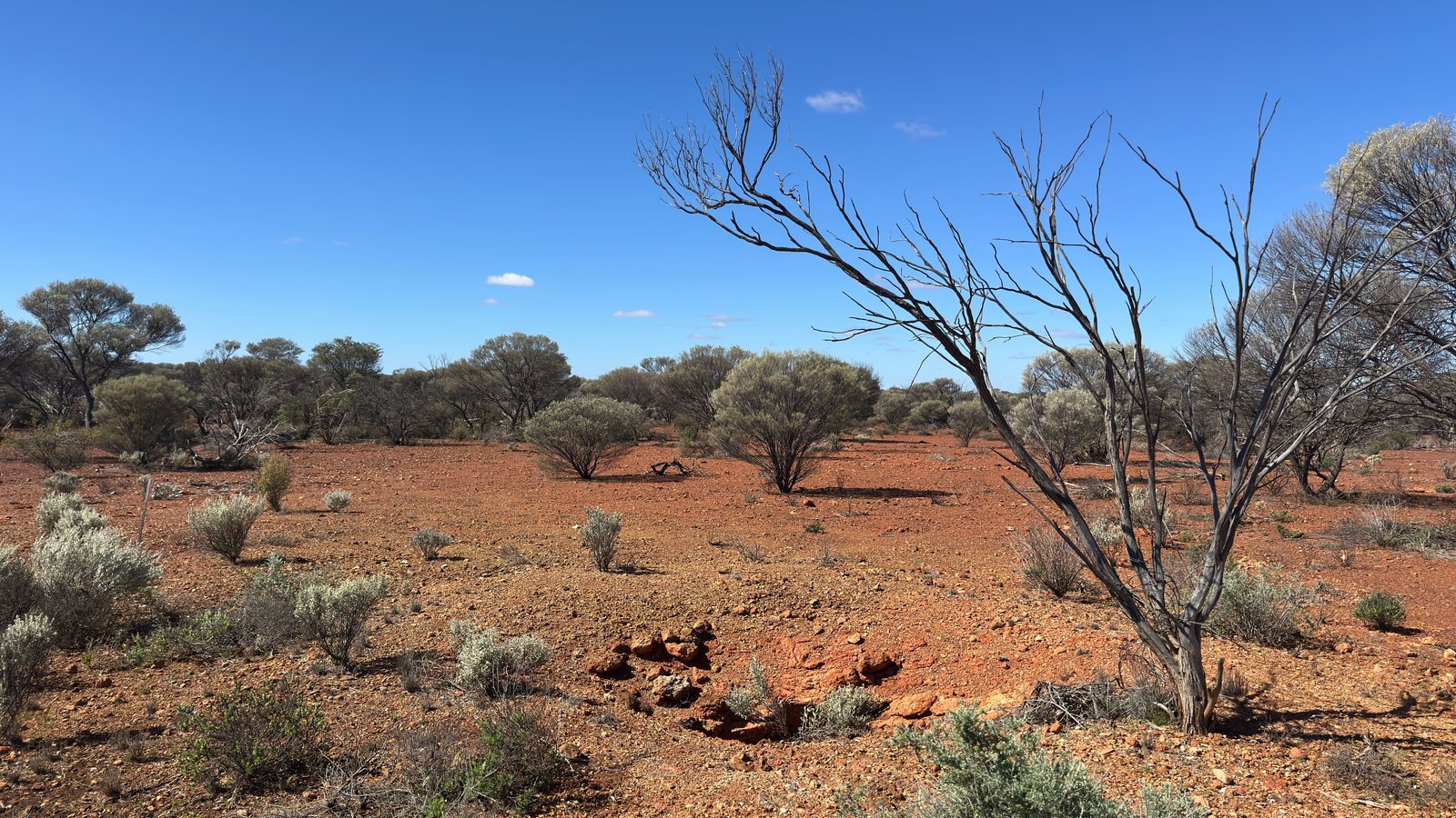 Disturbed ground from old diggings in the foreground, a dead tree on the right and mulga scrub behind.