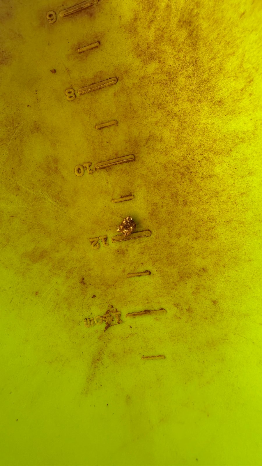 A small gold nugget sitting beside the 12 centimetre mark on a yellow detecting scoop.